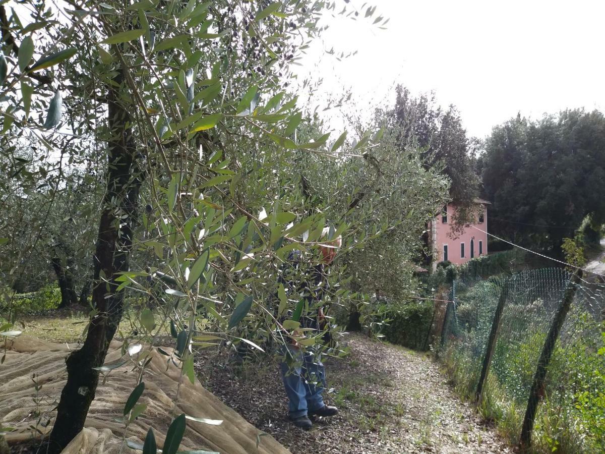 פאלאיה Podere Il Leccione מראה חיצוני תמונה